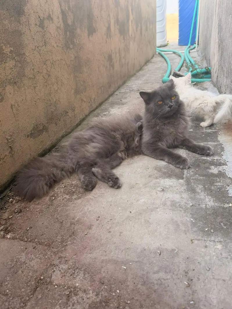 persian Male cats for sale triple coat — photo 5
