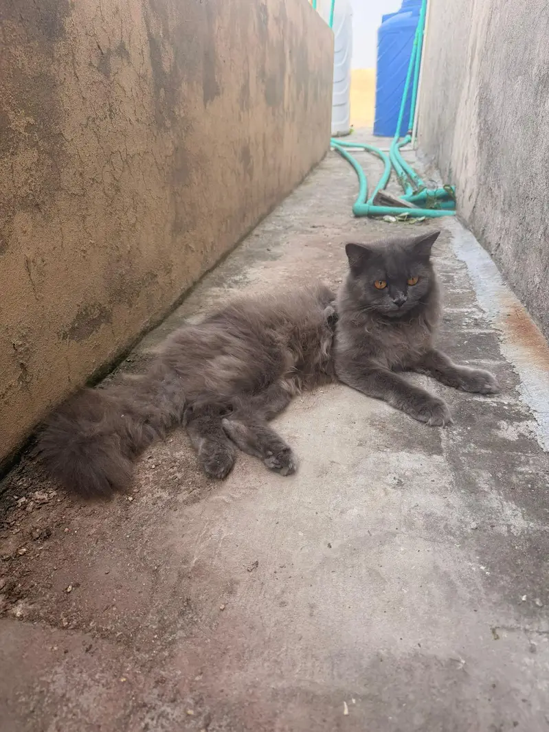 persian Male cats for sale triple coat — photo 6
