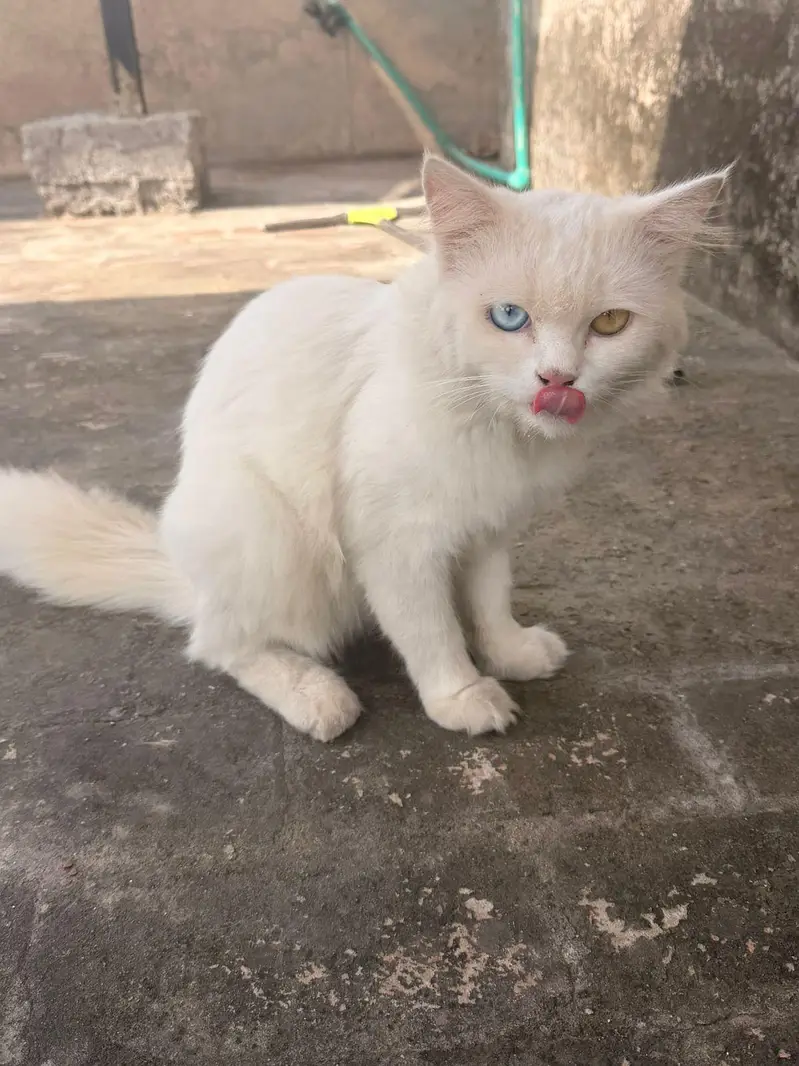 persian Male cats for sale triple coat — photo 7