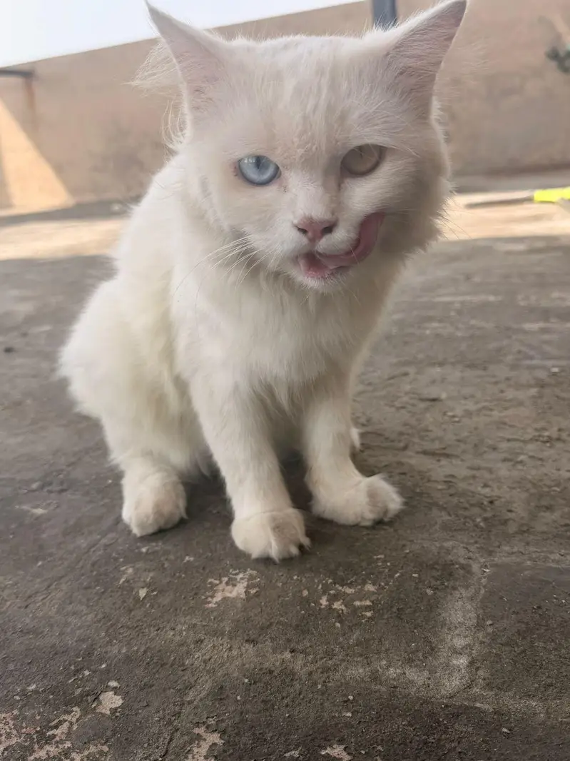 persian Male cats for sale triple coat — photo 8