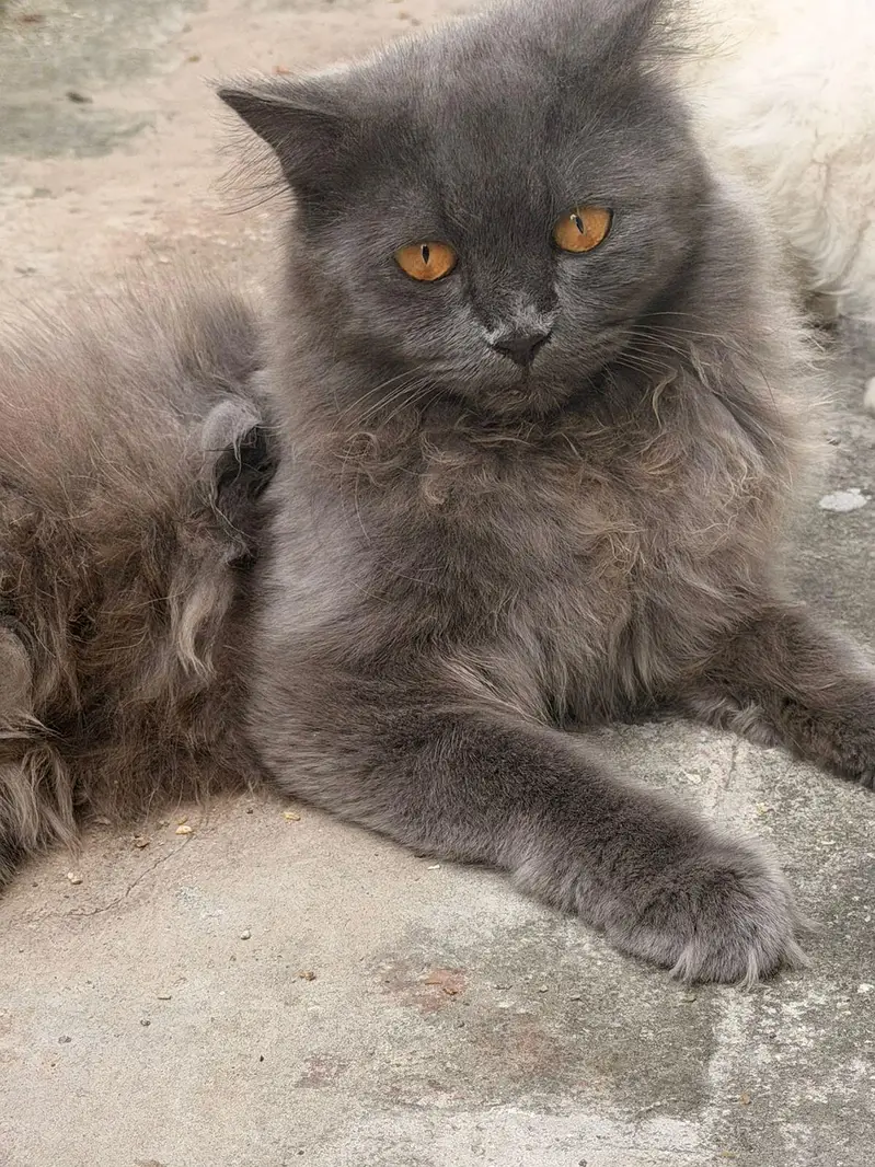 persian Male cats for sale triple coat — photo 9