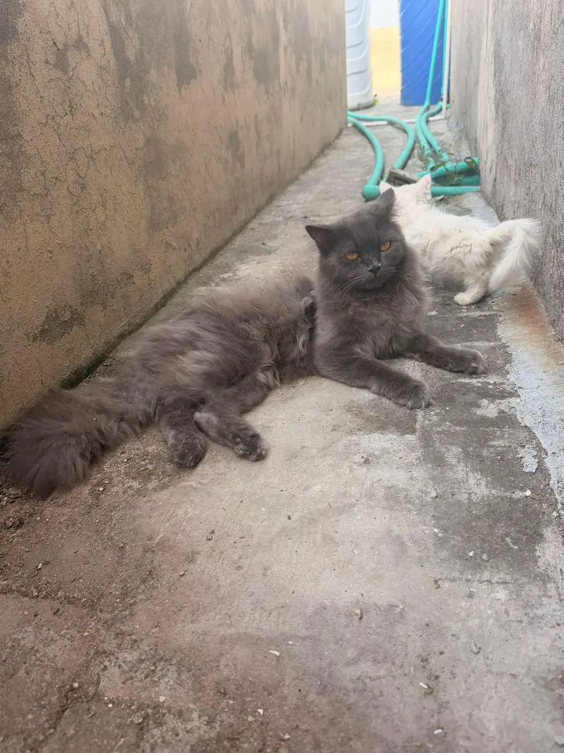 persian Male cats for sale triple coat — photo 10