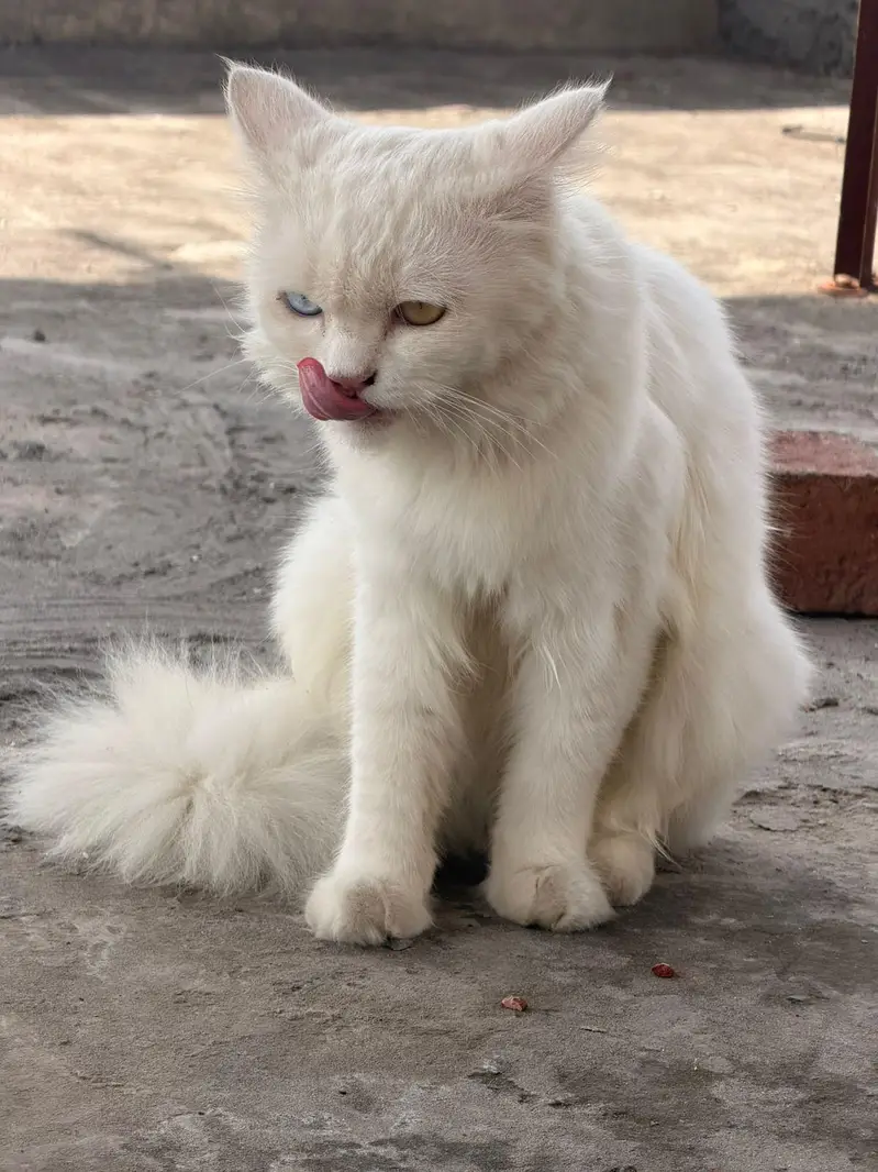 persian Male cats for sale triple coat — photo 11