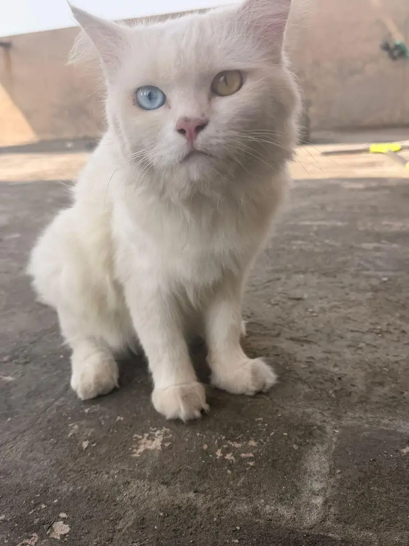 persian Male cats for sale triple coat — photo 12
