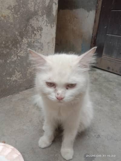 for sale
