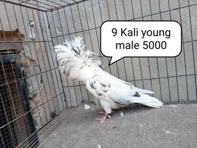 fancy pigeon | kabutar| Jacobin|  frillback saddle | amarican fantail|