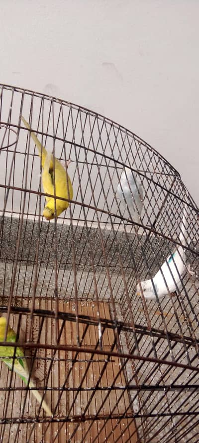 Australian parot