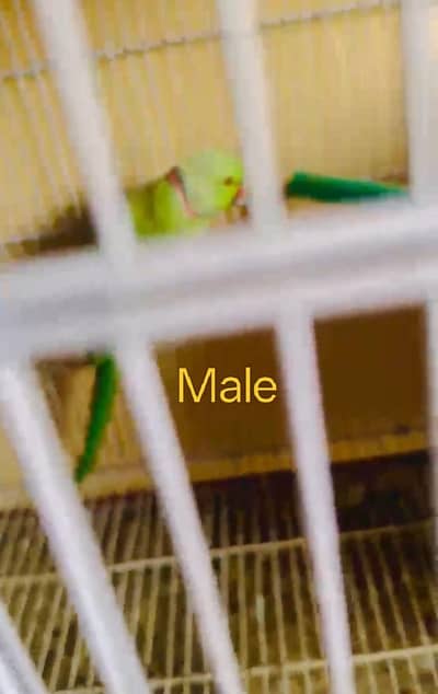 Breeding pyar