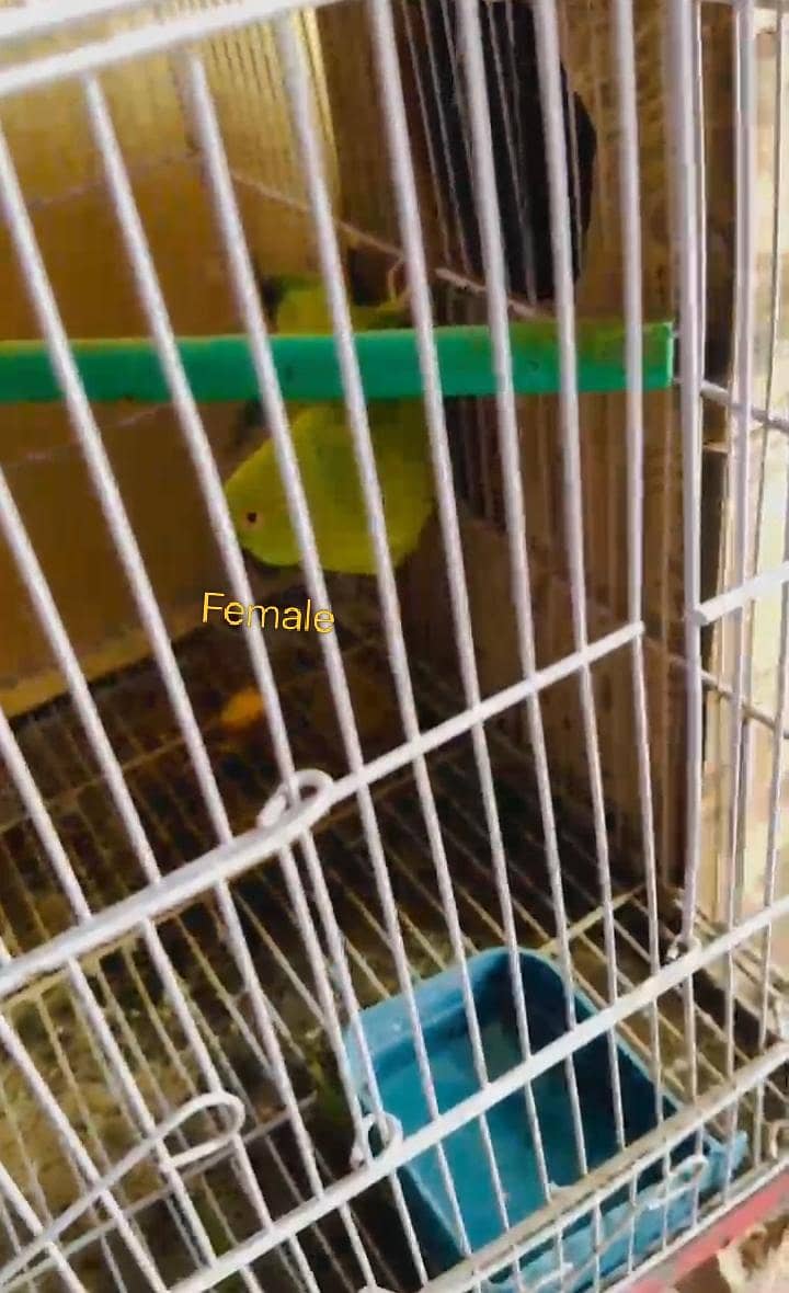 Breeding pyar 1