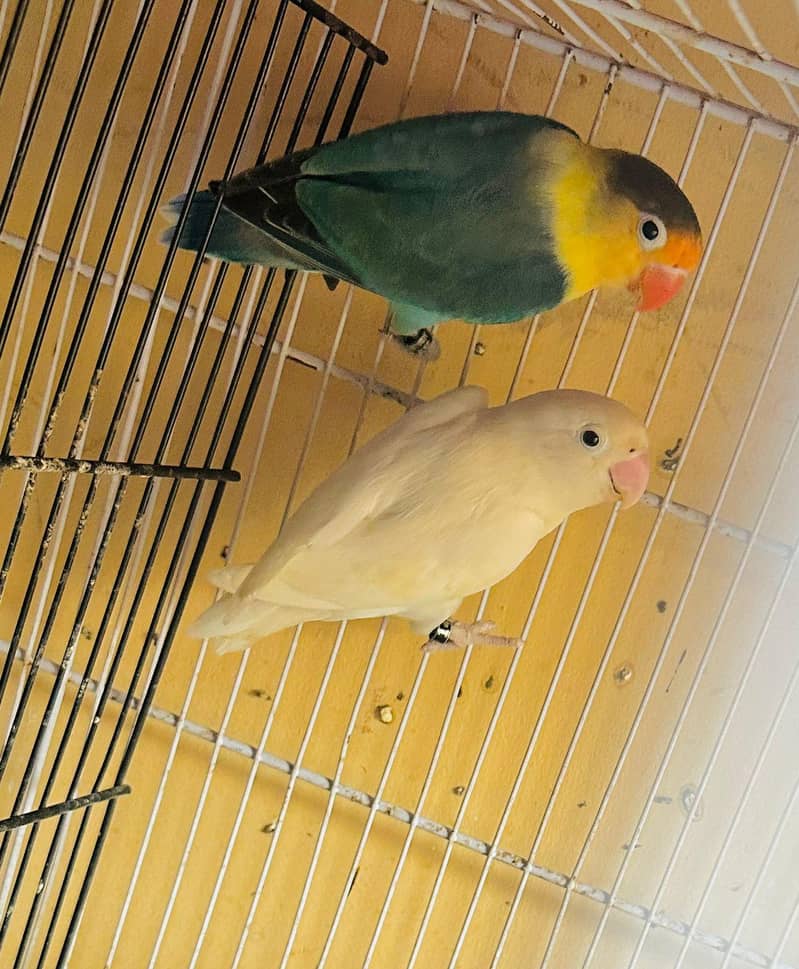 Breeding pyar 2