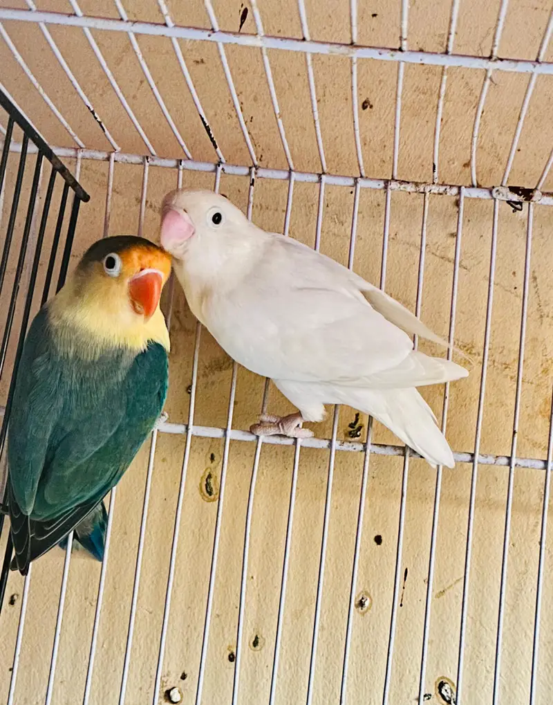 Breeding pyar — photo 4