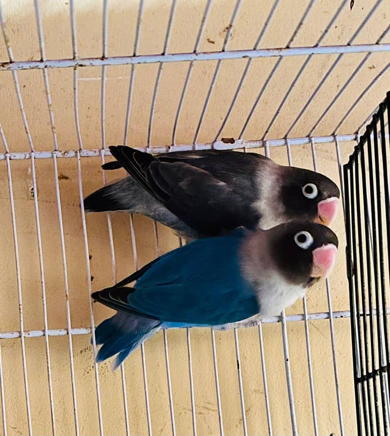 Breeding pyar 4