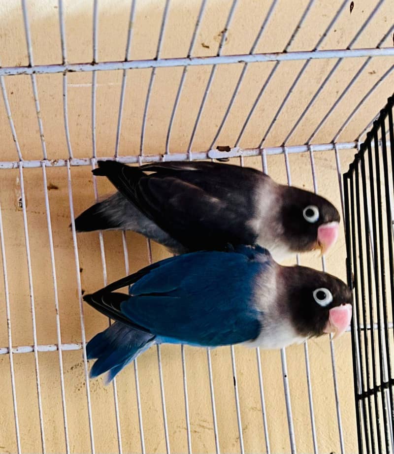Breeding pyar 5