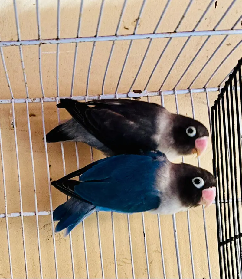 Breeding pyar — photo 6