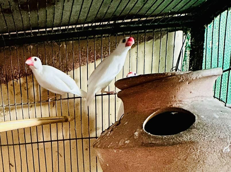 Breeding pyar 6