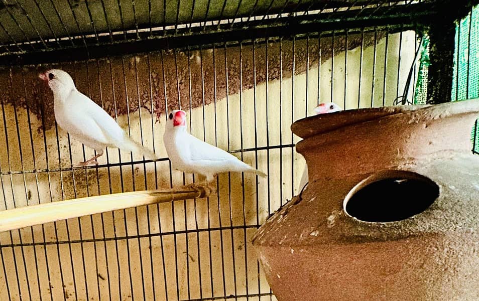 Breeding pyar 7
