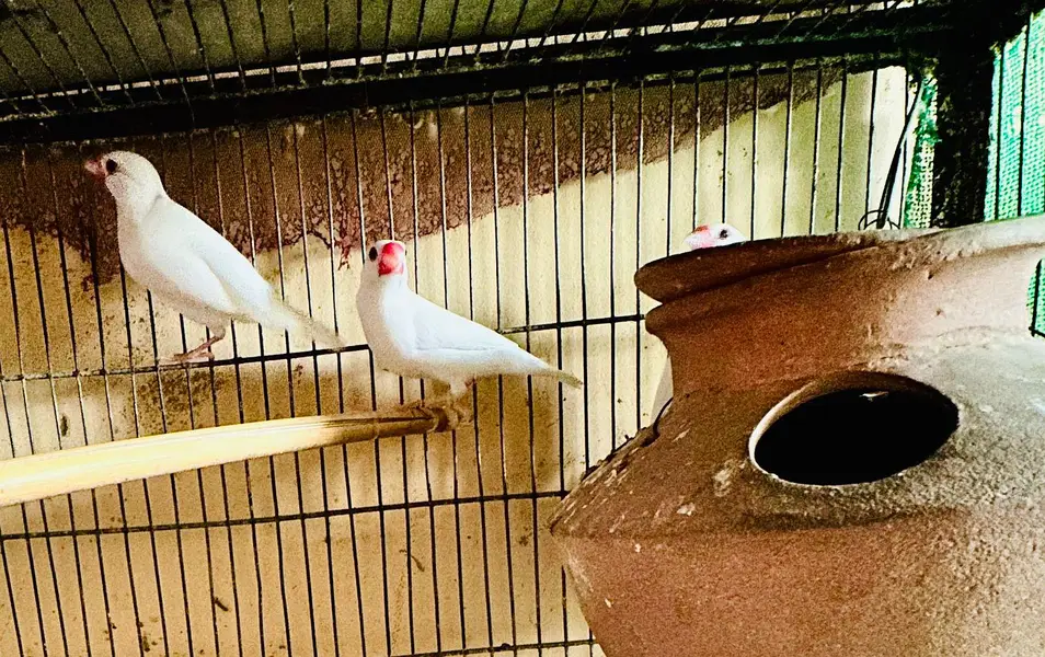 Breeding pyar — photo 8