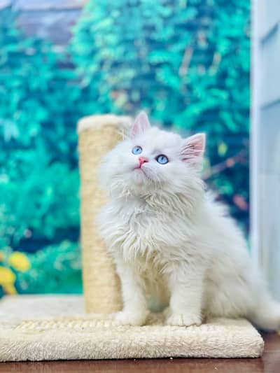 Cash on delivery parshion punch face kittens