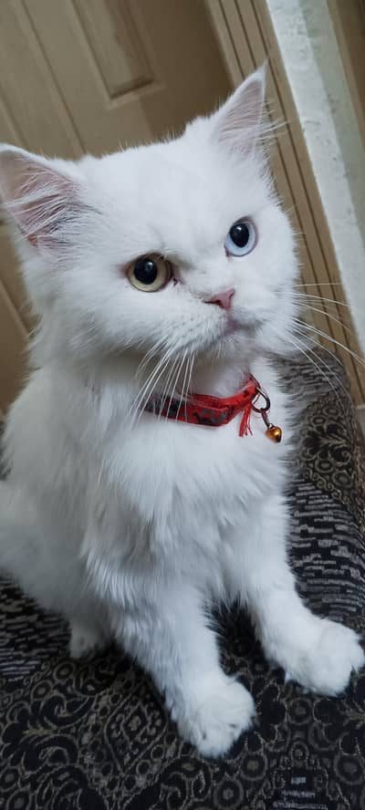 Odd Eyes, Tripple Coattted Persian male