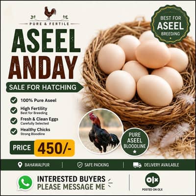 Aseel eggs for sale