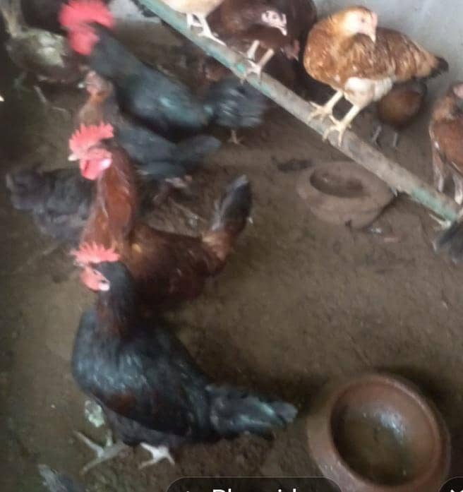 ایک مرغے کی قمیت 2500 سو کل 4 مرغے ہے 4