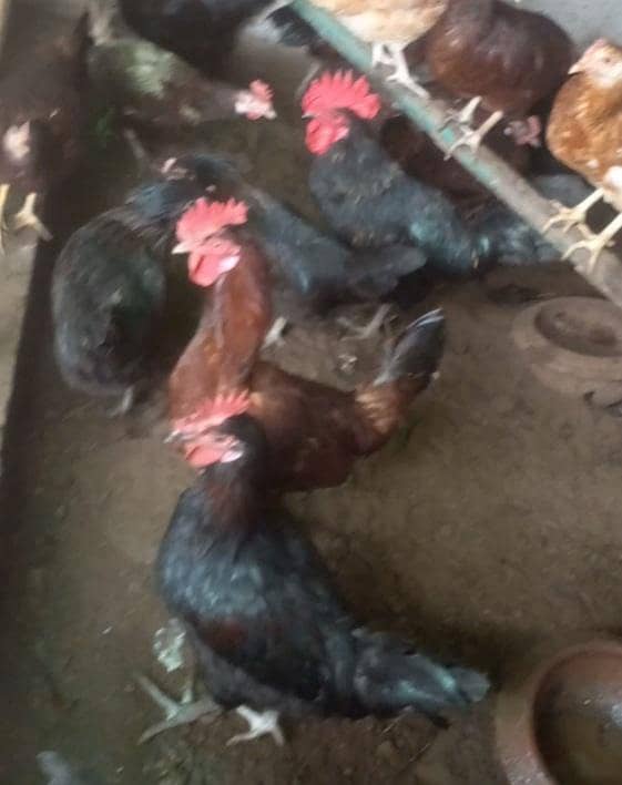 ایک مرغے کی قمیت 2500 سو کل 4 مرغے ہے 7