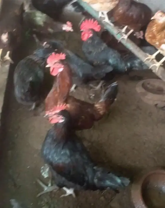 ایک مرغے کی قمیت 2500 سو کل 4 مرغے ہے — photo 8