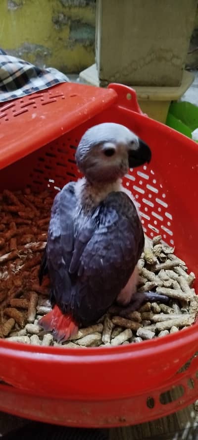 African grey parrot chick