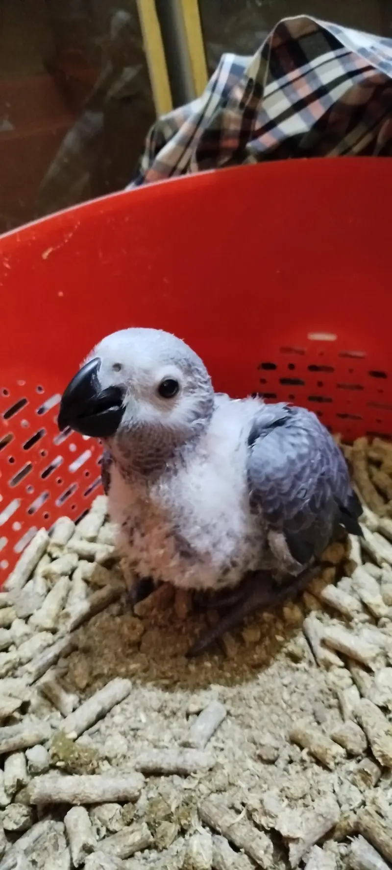 African grey parrot chick — photo 4