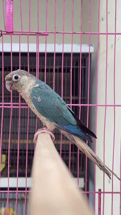 Blue turquoise white foot conure male