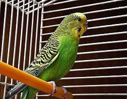 parrots