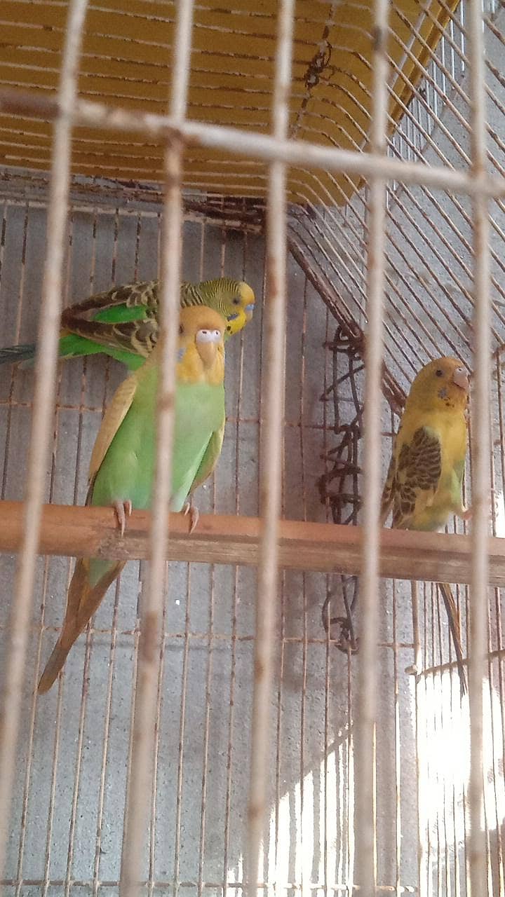 parrots 1