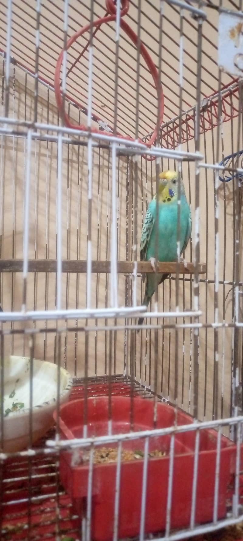 parrots 2