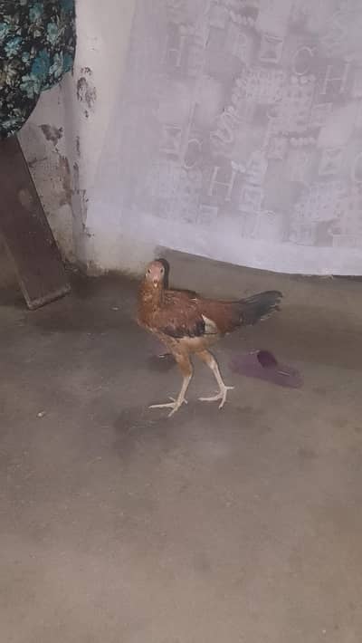 hens sale