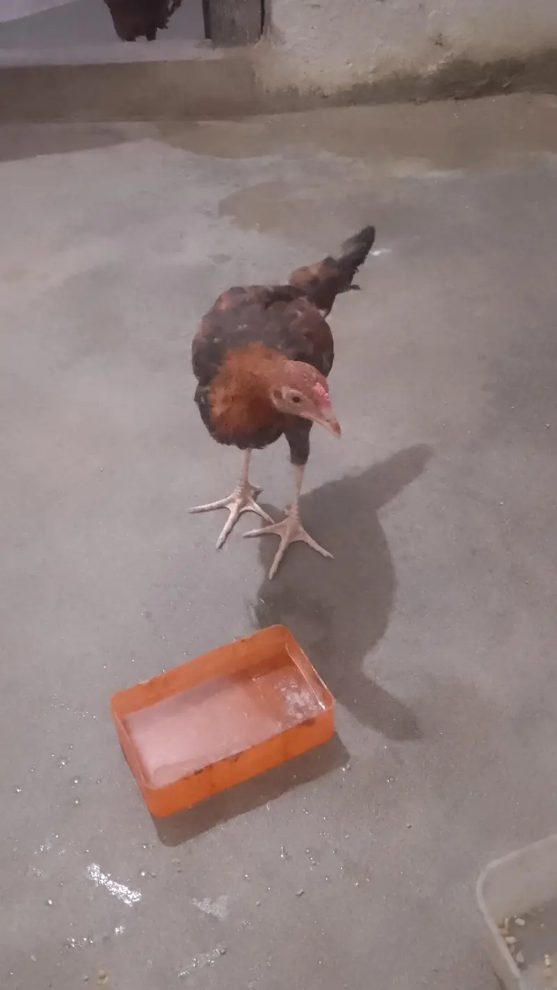 hens sale — photo 2