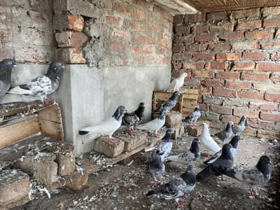 kabuter for sale all 25 30 pice