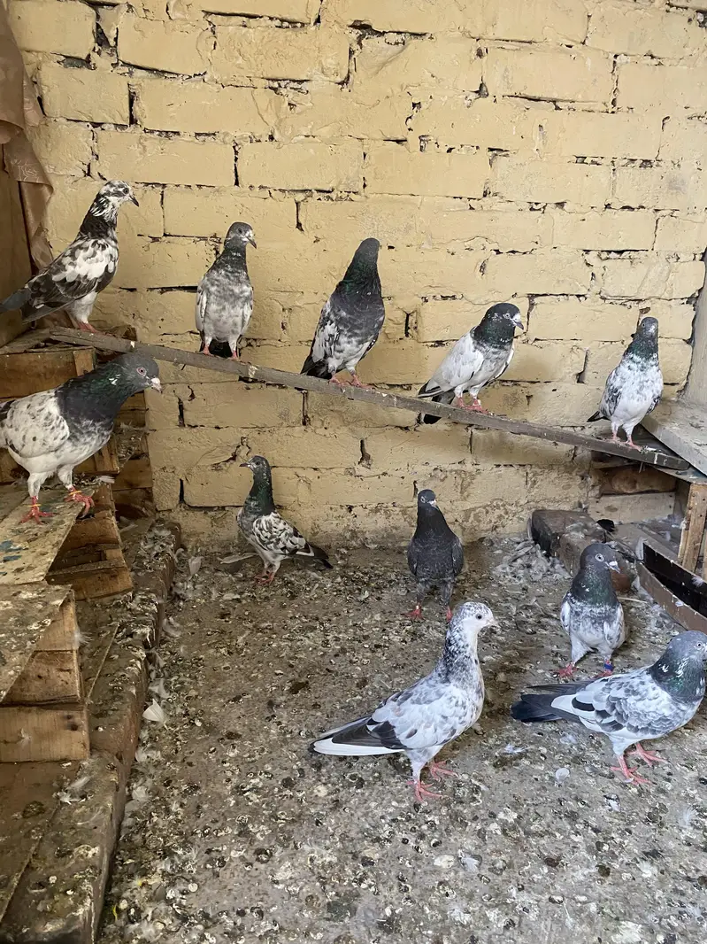 kabuter for sale all 25 30 pice — photo 4