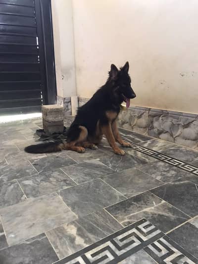 german Shepherd long coat