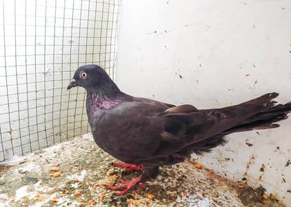Black kabli femal for sale.