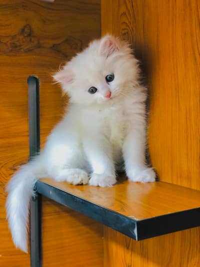 Cash on delivery parshion punch face kittens
