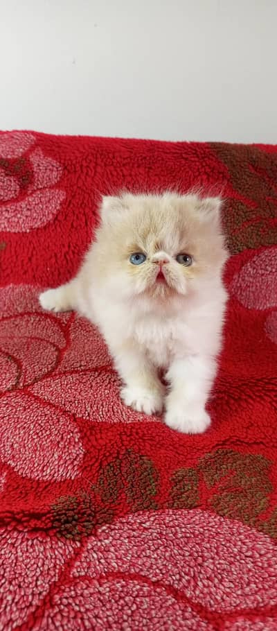 peki face female kitten high quality