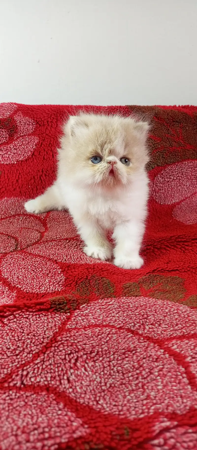 peki face female kitten high quality — photo 2