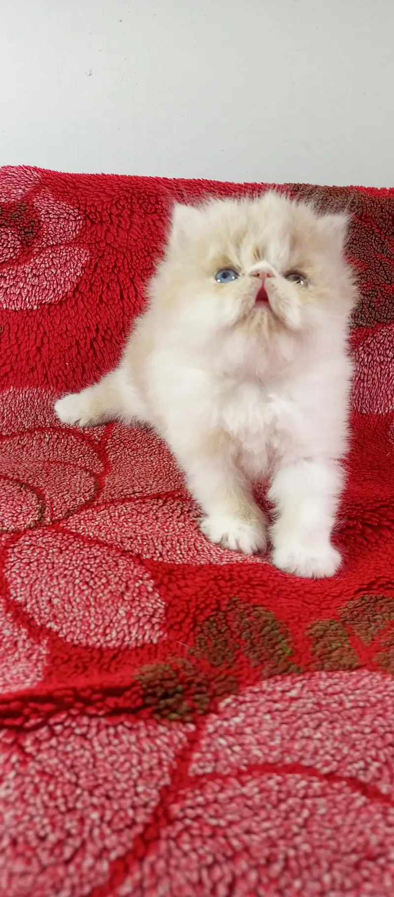 peki face female kitten high quality — photo 3