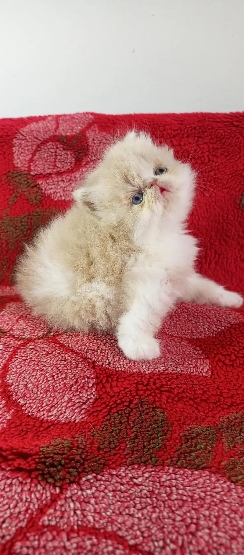 peki face female kitten high quality — photo 4