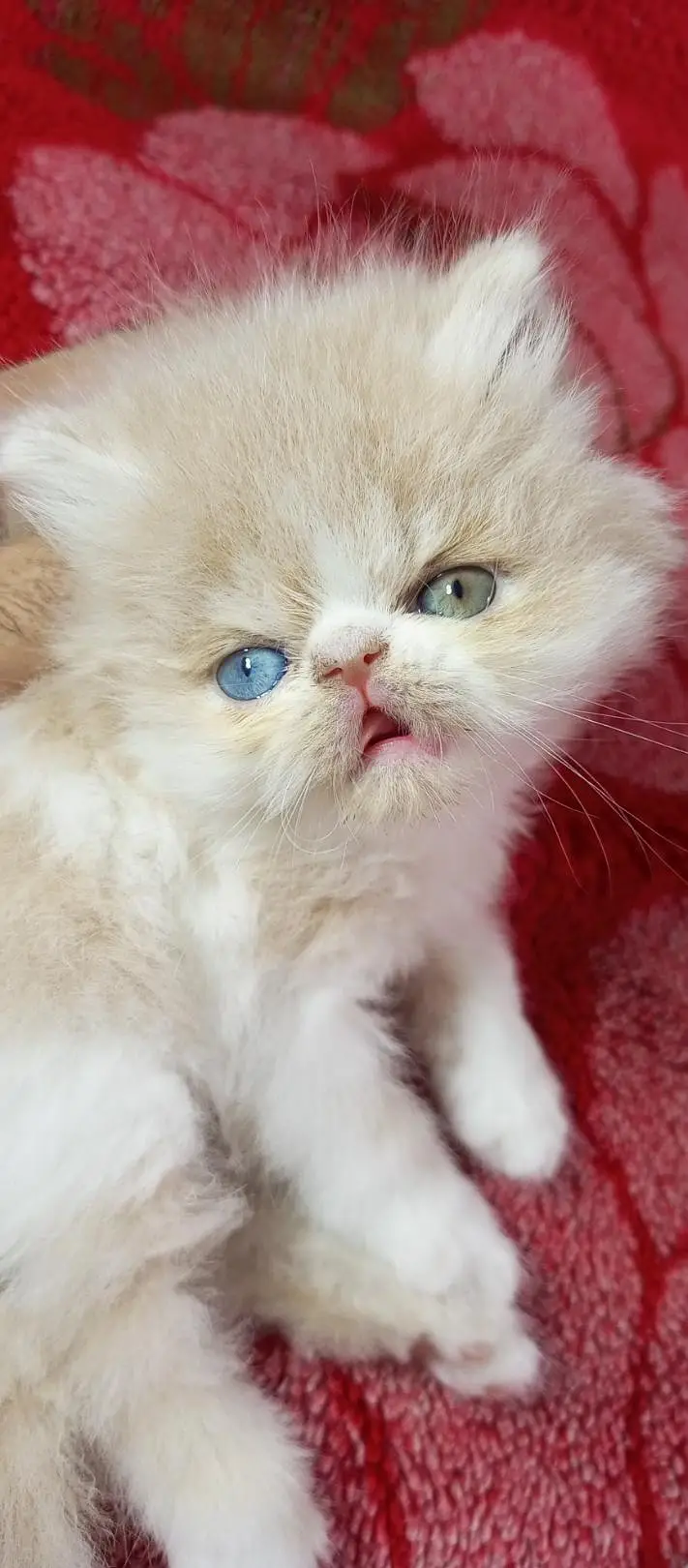 peki face female kitten high quality — photo 5