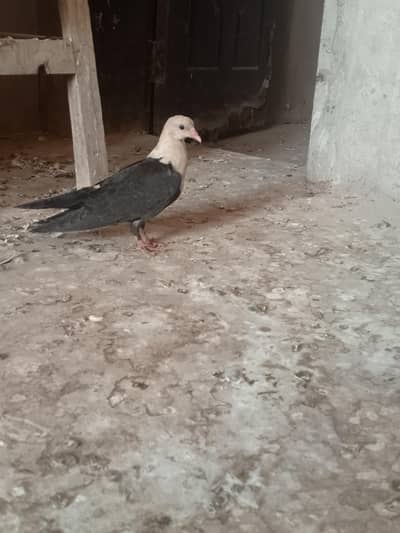Karbali chick for sale