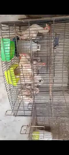 white bantam chiks healty and active