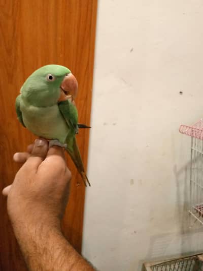 Bolne wala tota