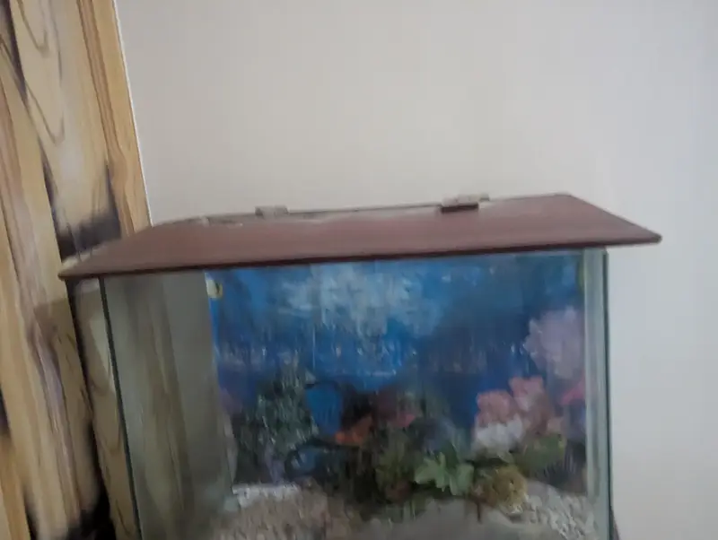Fish Aquarium in good condition — photo 2