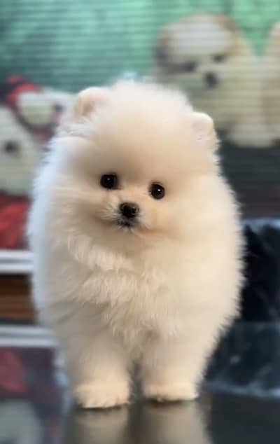 Pomeranian puppies